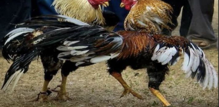 GAKING79 - Nền Tảng Trực Tiếp Đá Gà Số 1 Việt Nam 2026