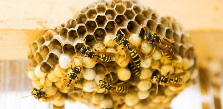 Giấc mơ thấy tổ ong: điềm báo gì và con số may mắn nào?