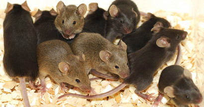 Giấc mơ thấy nhiều chuột là điềm báo gì? Lành hay dữ