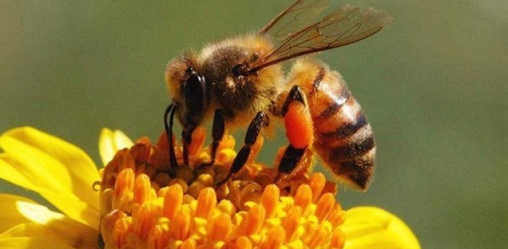 Mơ thấy ong đánh con gì? Có điềm báo lành hay dữ?